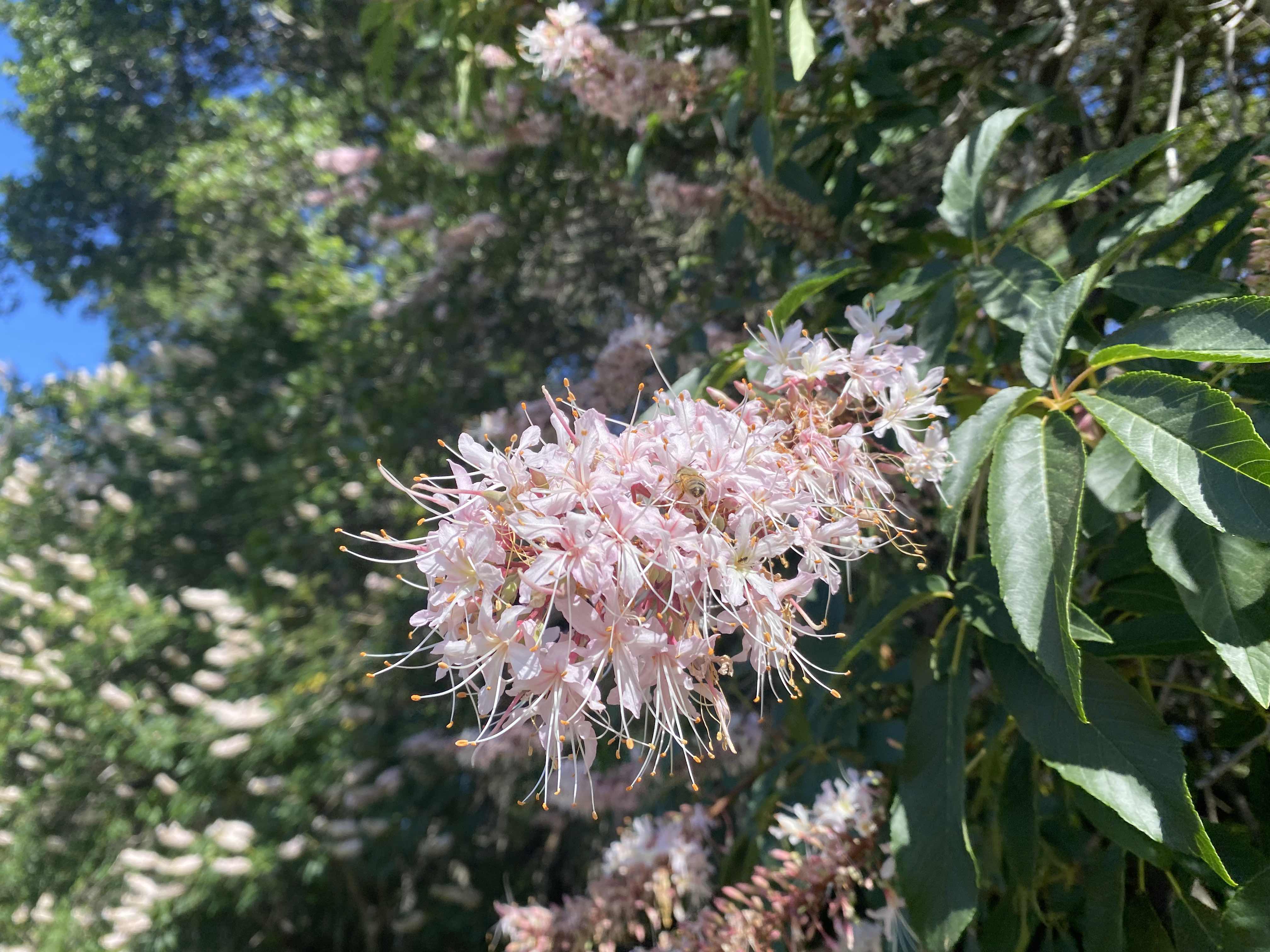 Pink Puff